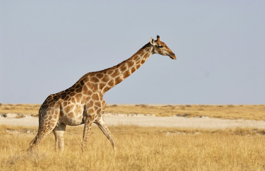 Animal en G