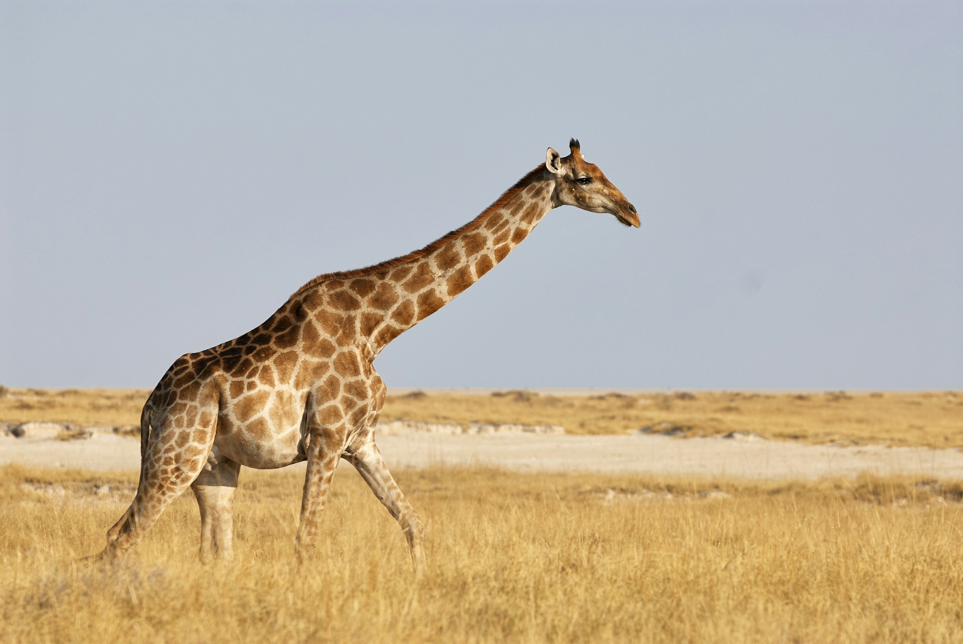 Animal en G