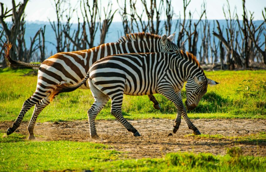 animaux fascinants