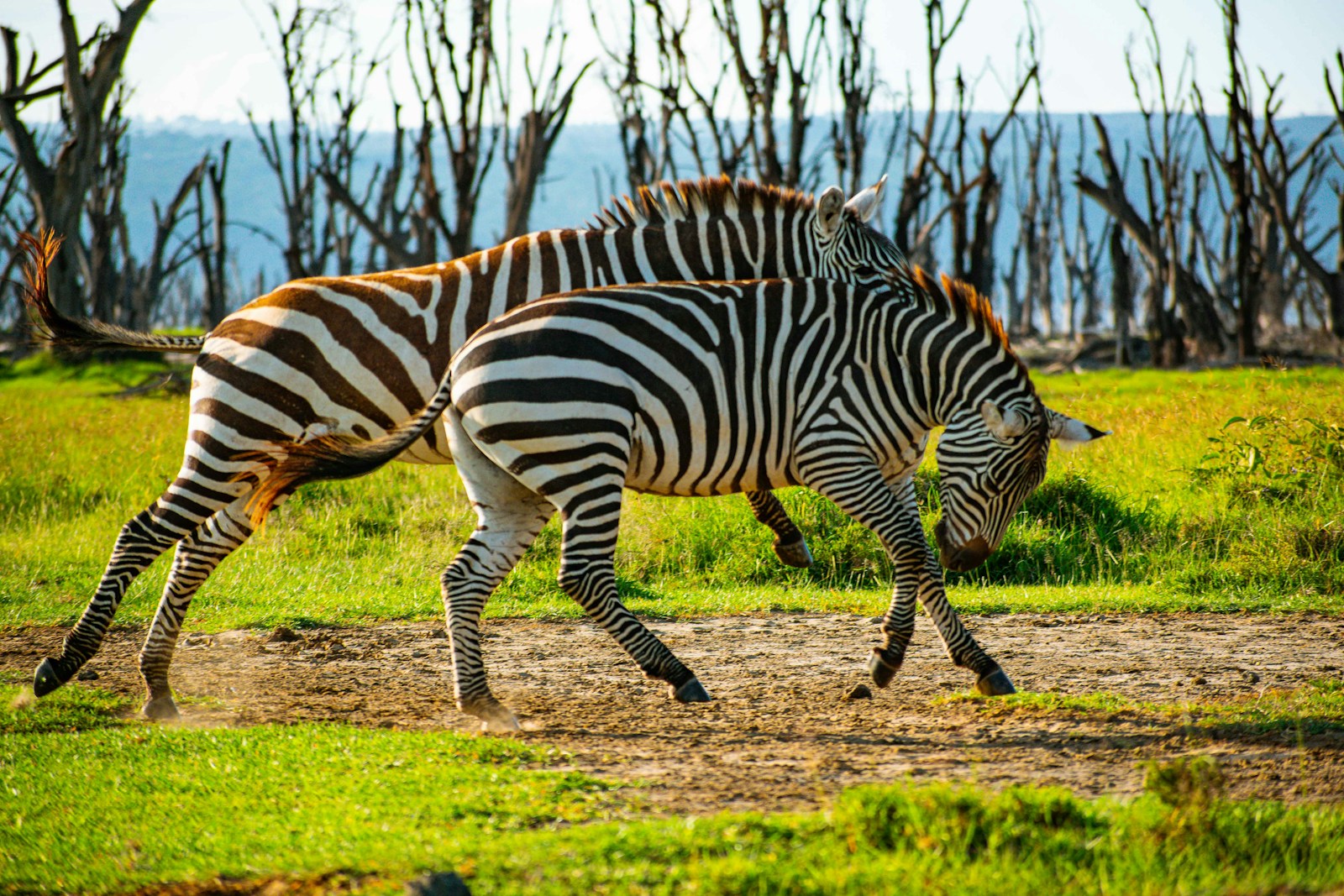 animaux fascinants